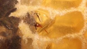 Umtragen - Honigmacherin entnimmt Honig